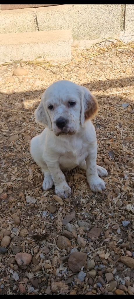 du pont des tourradons - Chiots disponibles - Setter Anglais